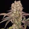 Runtz Muffin feminised Ganja Seeds