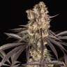 Runtz Muffin feminised Ganja Seeds