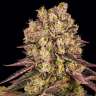Runtz Muffin feminised Ganja Seeds