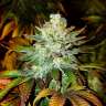 купить элитные семена конопли Auto Moby Dick feminised
 купить элитные семена конопли Auto Moby Dick feminised