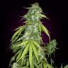 сортовые семена конопли Auto Moby Dick feminised
 сортовые семена конопли Auto Moby Dick feminised