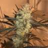 семена конопли в интернете Auto Blueberry Bliss feminised GanjaLiveSeeds семена конопли в интернете Auto Blueberry Bliss feminised GanjaLiveSeeds