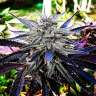 семена конопли аутдор Auto Blueberry Bliss feminised GanjaLiveSeeds семена конопли аутдор Auto Blueberry Bliss feminised GanjaLiveSeeds