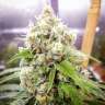 семена конопли феминизированные Black Jack feminised GanjaLiveSeeds семена конопли феминизированные Black Jack feminised GanjaLiveSeeds