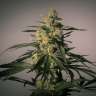 семена сортовой конопли Black Jack feminised GanjaLiveSeeds семена сортовой конопли Black Jack feminised GanjaLiveSeeds