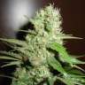 семена конопли f1 в оригинальной упаковке Black Jack feminised GanjaLiveSeeds семена конопли f1 в оригинальной упаковке Black Jack feminised GanjaLiveSeeds