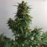 Sweet Cheese feminised Ganja Seeds