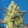 Sweet Cheese feminised Ganja Seeds