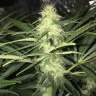 Sweet Cheese feminised Ganja Seeds