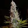 Sweet Cheese feminised Ganja Seeds