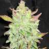 купить семена конопли с доставкой по украине Auto Blueberry feminised
купить семена конопли с доставкой по украине Auto Blueberry feminised