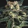 купить семена конопли AK Skunk feminised купить семена конопли AK Skunk feminised