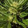 купить автоцветущие семена конопли Auto Black Domina feminised купить автоцветущие семена конопли Auto Black Domina feminised