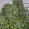 элитные семена конопли Auto Silver Bullet feminised
 элитные семена конопли Auto Silver Bullet feminised