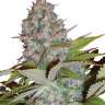 сортовые семена конопли Auto Silver Bullet feminised
 сортовые семена конопли Auto Silver Bullet feminised