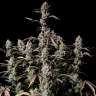 Auto Zkittlez OG feminised Ganja Seeds Auto Zkittlez OG feminised Ganja Seeds