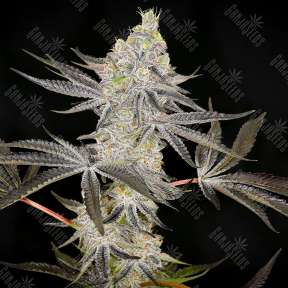 Auto Zkittlez OG feminised Ganja Seeds
