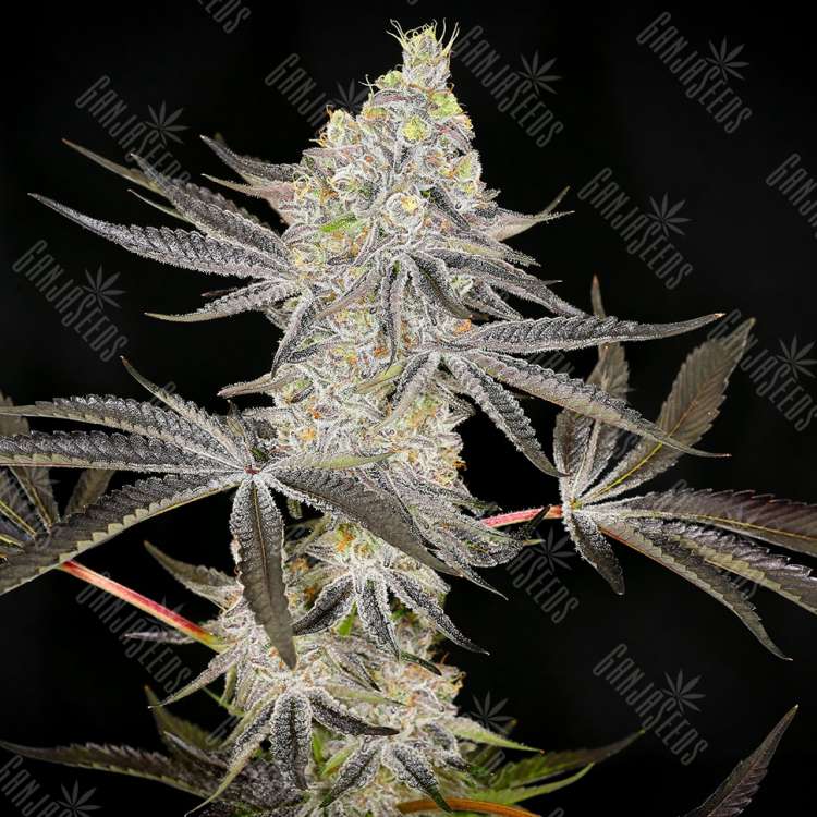 Auto Zkittlez OG feminised Ganja Seeds
