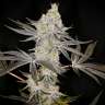 Auto Zkittlez OG feminised Ganja Seeds Auto Zkittlez OG feminised Ganja Seeds