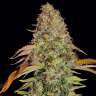 Auto Zkittlez OG feminised Ganja Seeds Auto Zkittlez OG feminised Ganja Seeds