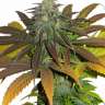 семена конопли дёшево Californian Orange regular
 семена конопли дёшево Californian Orange regular