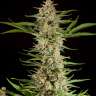 купить семена конопли качественные Auto Skunk regular купить семена конопли качественные Auto Skunk regular