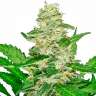 купить семена конопли дешево Auto Skunk regular купить семена конопли дешево Auto Skunk regular