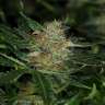 семена конопли в украине Auto Dreamberry feminised
семена конопли в украине Auto Dreamberry feminised