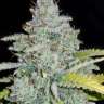 купить онлайн семена конопли в украине Auto Dreamberry feminised
купить онлайн семена конопли в украине Auto Dreamberry feminised