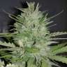 купить семена конопли недорого Auto Dreamberry feminised купить семена конопли недорого Auto Dreamberry feminised