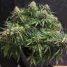 Auto Cinderella feminised Ganja Seeds Auto Cinderella feminised Ganja Seeds