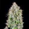 Auto Cinderella feminised Ganja Seeds Auto Cinderella feminised Ganja Seeds