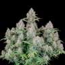 Auto Cinderella feminised Ganja Seeds Auto Cinderella feminised Ganja Seeds
