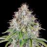 Auto Cinderella feminised Ganja Seeds Auto Cinderella feminised Ganja Seeds