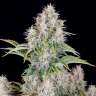 Auto Cinderella feminised Ganja Seeds Auto Cinderella feminised Ganja Seeds