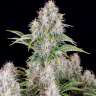 заказать семена конопли Auto Cinderella
заказать семена конопли Auto Cinderella