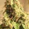 заказать на сайте семена конопли Moby Dick feminised
заказать на сайте семена конопли Moby Dick feminised