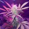 купить семена конопли Auto Lemon Haze feminised купить семена конопли Auto Lemon Haze feminised