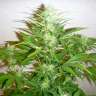 семена конопли гидропоники White Widow feminised GanjaLiveSeeds