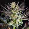 Do-Si-Dos feminised Ganja Seeds Do-Si-Dos feminised Ganja Seeds