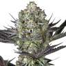 Do-Si-Dos feminised Ganja Seeds Do-Si-Dos feminised Ganja Seeds