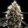 Do-Si-Dos feminised Ganja Seeds Do-Si-Dos feminised Ganja Seeds