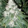 заказать почтой семена конопли Amnesia Lemon feminised заказать почтой семена конопли Amnesia Lemon feminised