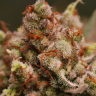 купить семена качесвеенные Amnesia Lemon feminised
 купить семена качесвеенные Amnesia Lemon feminised