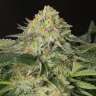 купить мощные семена конопли Amnesia Lemon feminised купить мощные семена конопли Amnesia Lemon feminised