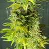 купить семена конопли недорого Auto Orange feminised