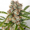 купить урожайные семена конопли Auto Orange feminised купить урожайные семена конопли Auto Orange feminised