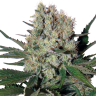 купить семена конопли f1 в оригинальной упаковке Auto Sirop feminised купить семена конопли f1 в оригинальной упаковке Auto Sirop feminised