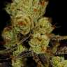 купить онлайн семена конопли L.A. Confidential feminised
купить онлайн семена конопли L.A. Confidential feminised