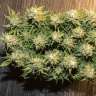 семена конопли bang seeds Auto Karatal feminised Bang Seeds